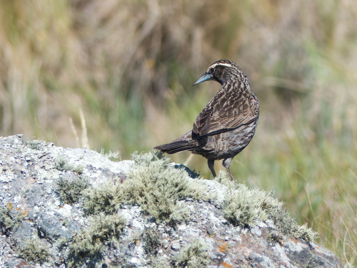 Long-tailed Meadowlark - Santiago Fernandez Bordin