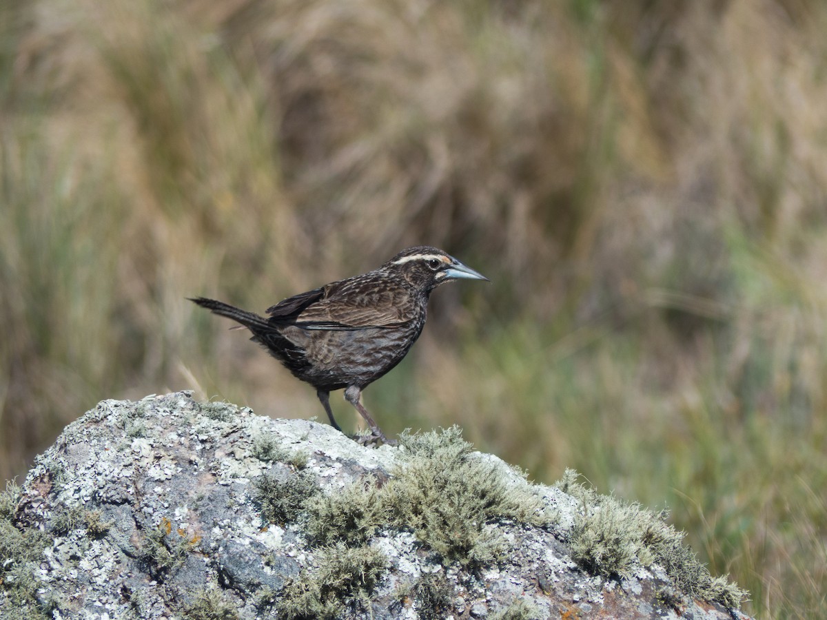 Long-tailed Meadowlark - Santiago Fernandez Bordin
