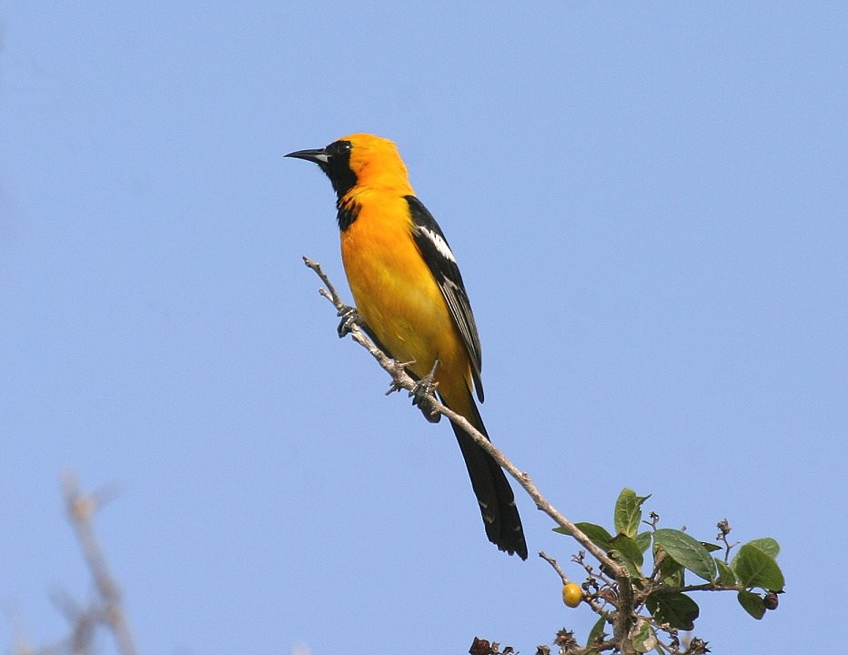 Hooded Oriole - ML612045105