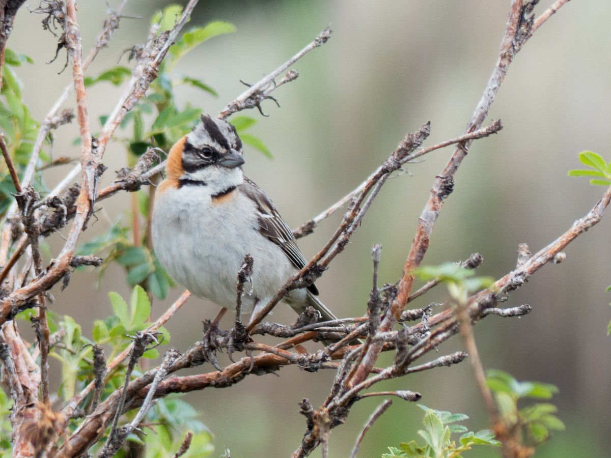 Rufous-collared Sparrow - Santiago Fernandez Bordin