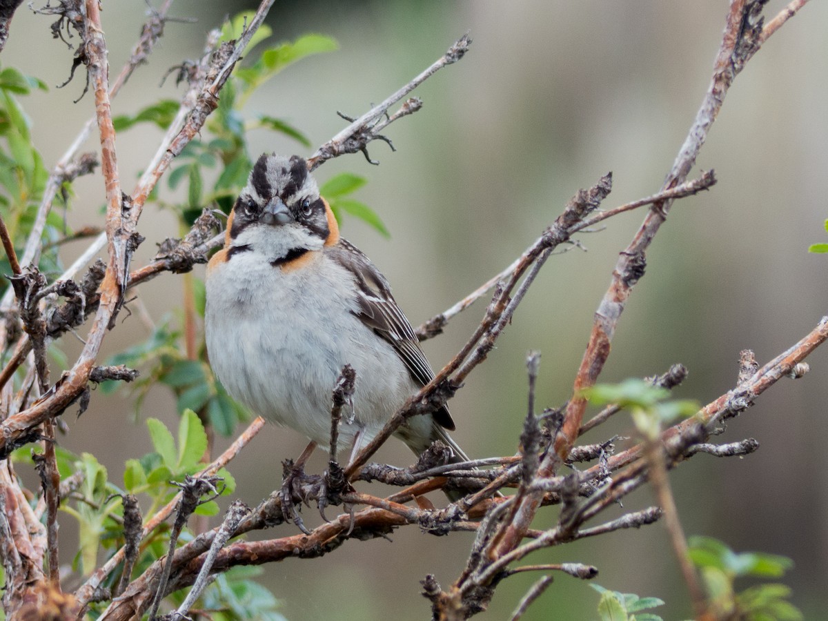 Rufous-collared Sparrow - Santiago Fernandez Bordin