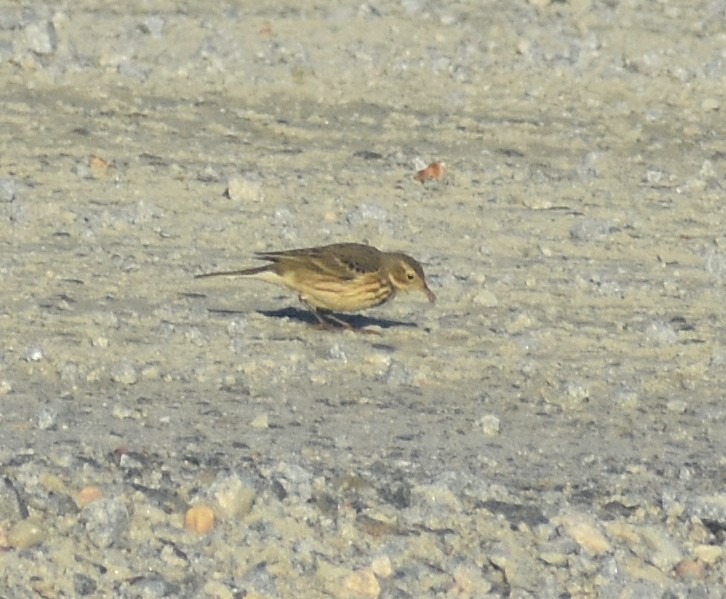 American Pipit - ML612045133