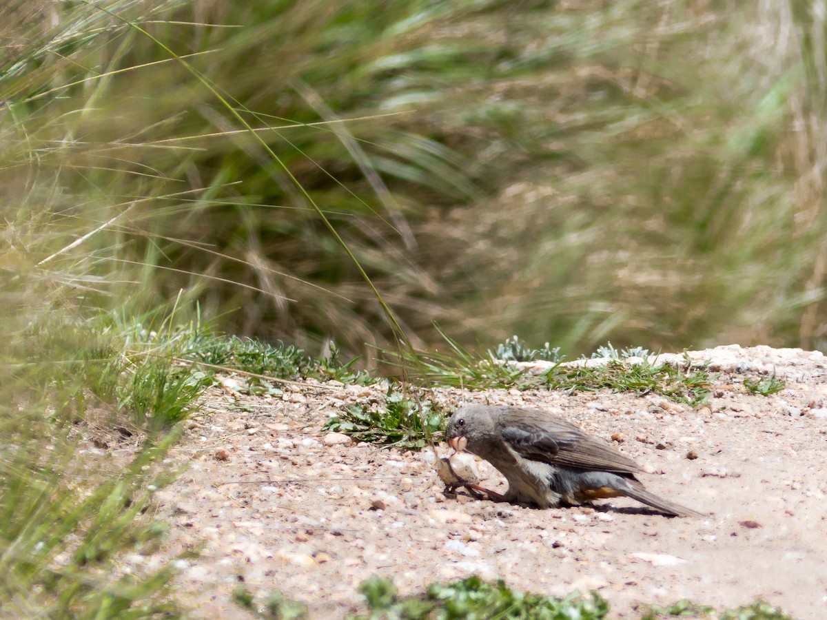 Plain-colored Seedeater - Santiago Fernandez Bordin