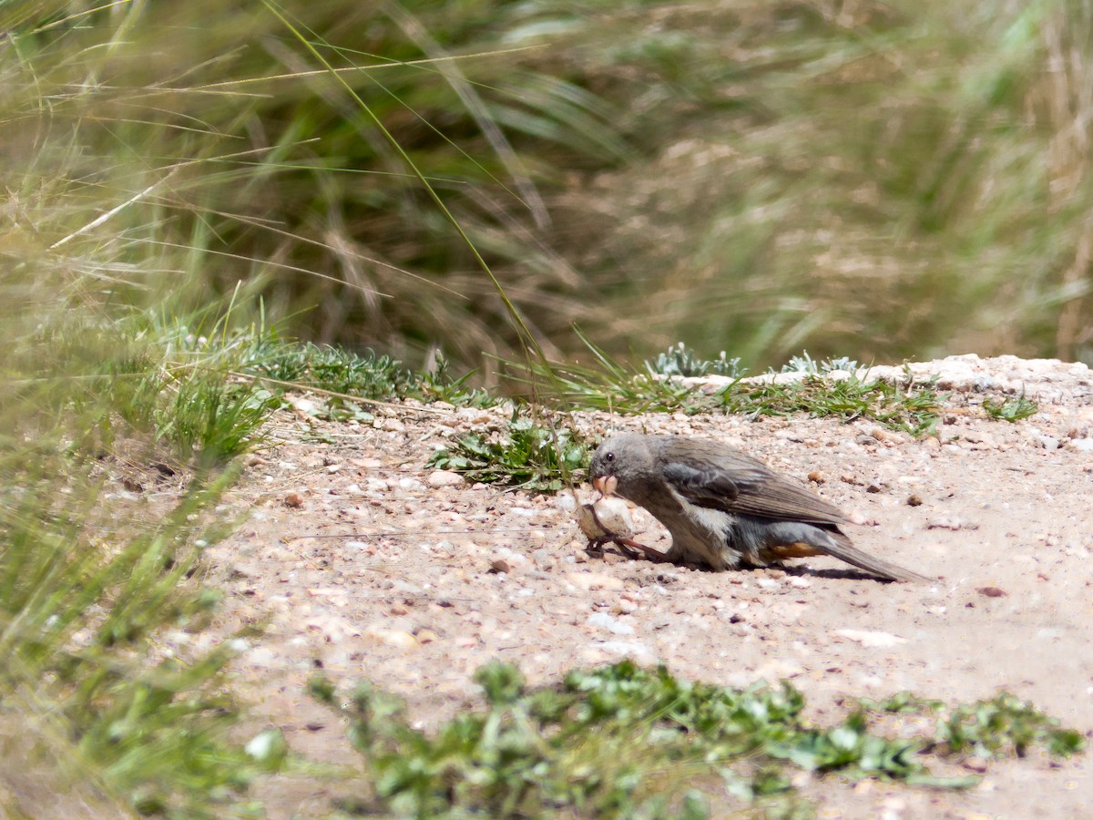 Plain-colored Seedeater - Santiago Fernandez Bordin