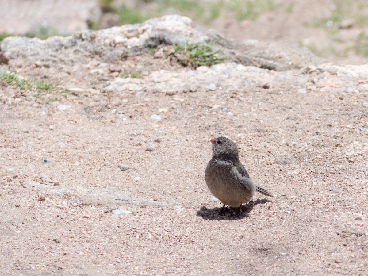 Plain-colored Seedeater - Santiago Fernandez Bordin