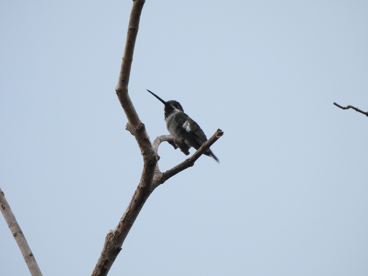 Long-billed Starthroat - ML612045280