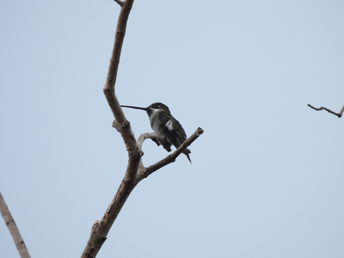 Long-billed Starthroat - ML612045281