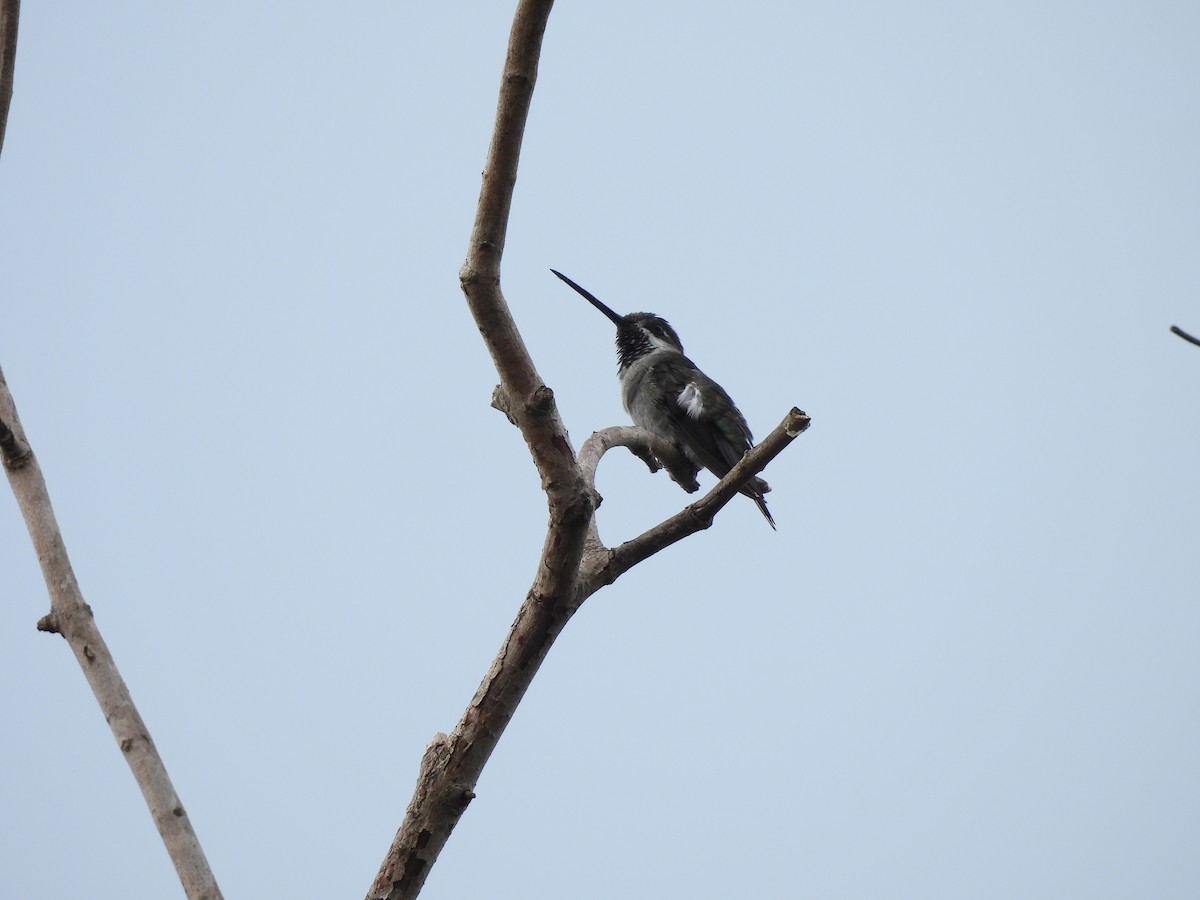 Long-billed Starthroat - ML612045282