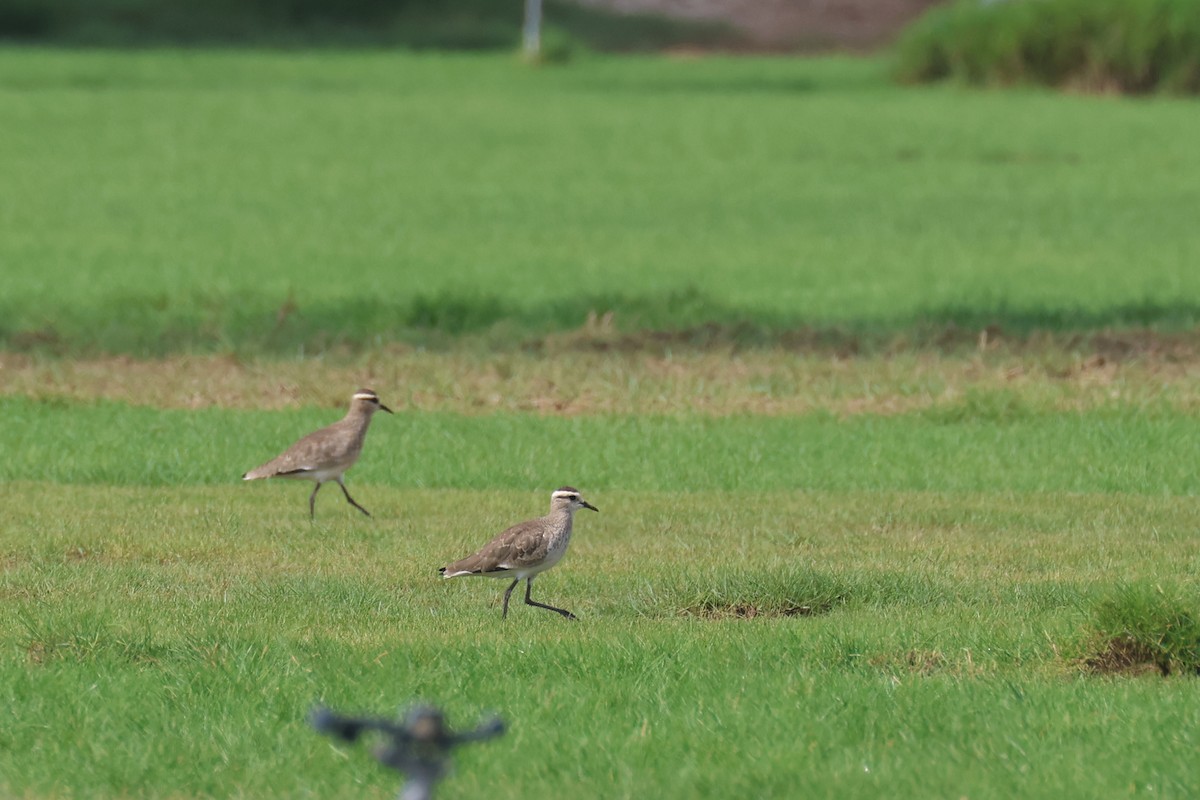 Sociable Lapwing - ML612045370