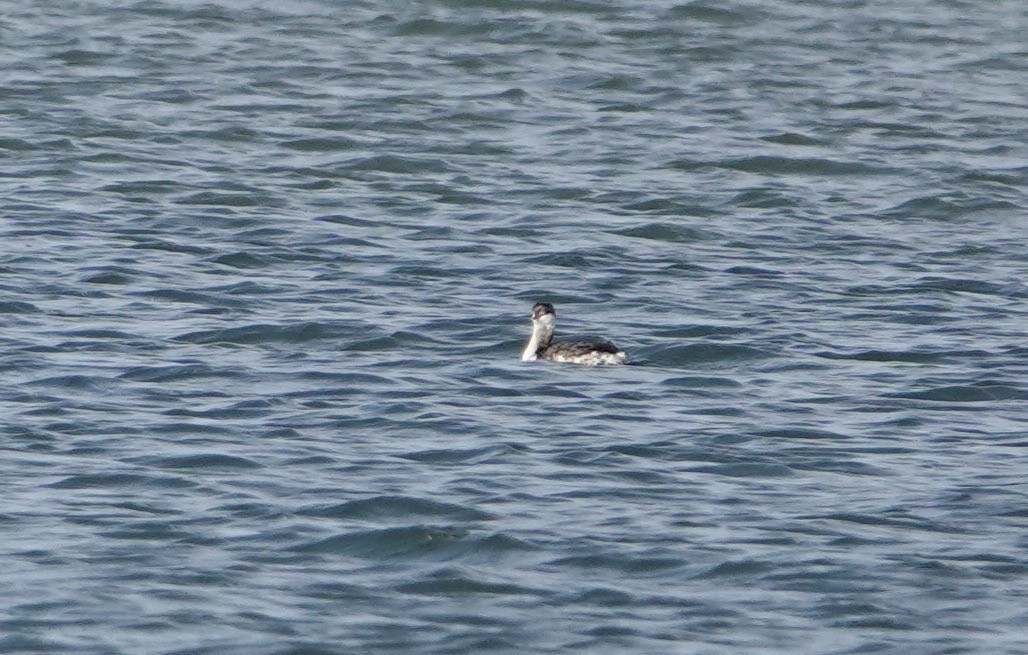 Horned Grebe - ML612045531