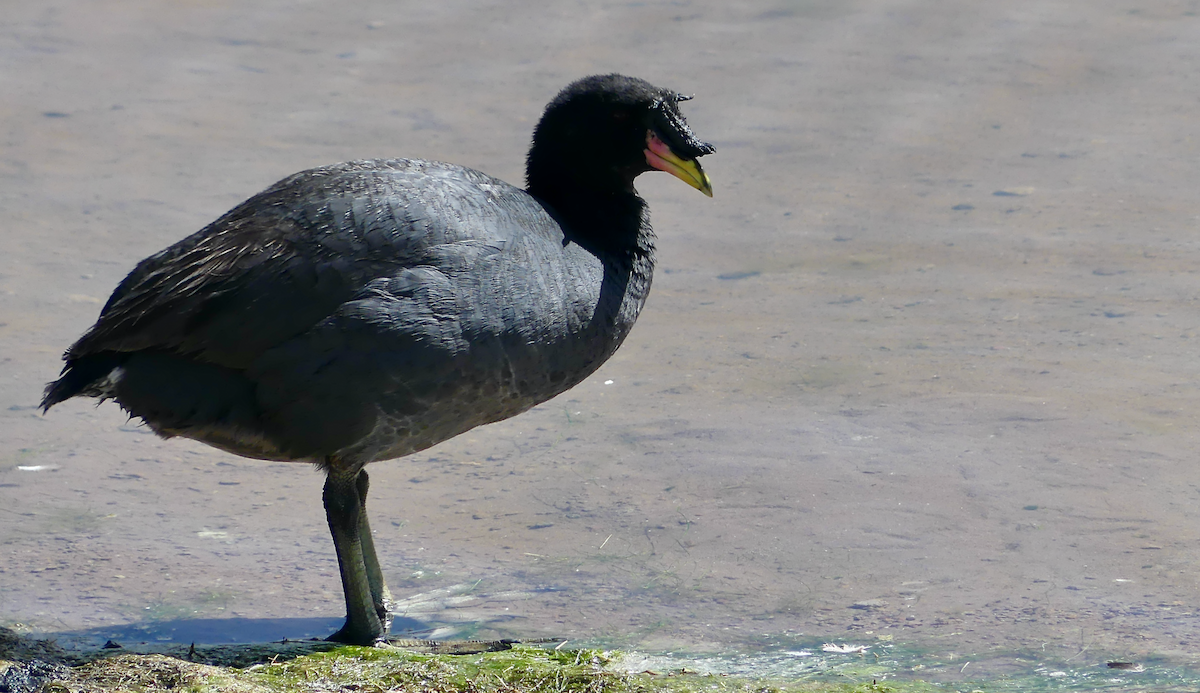 Horned Coot - N Jones