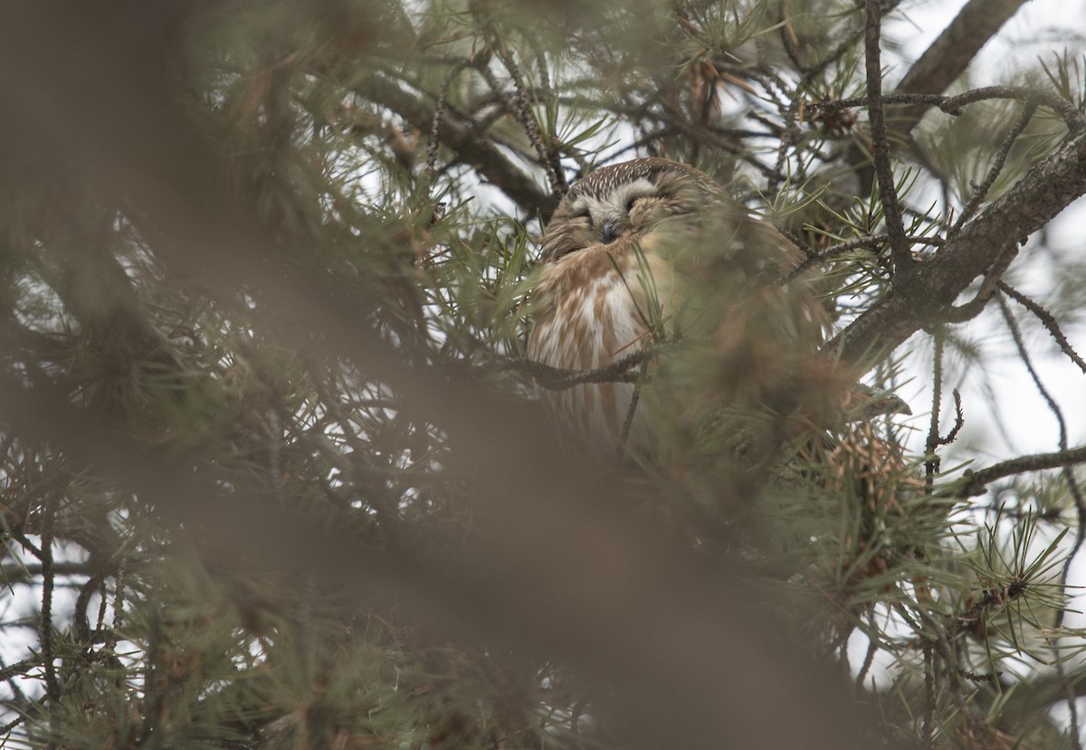 Northern Saw-whet Owl - ML612045649