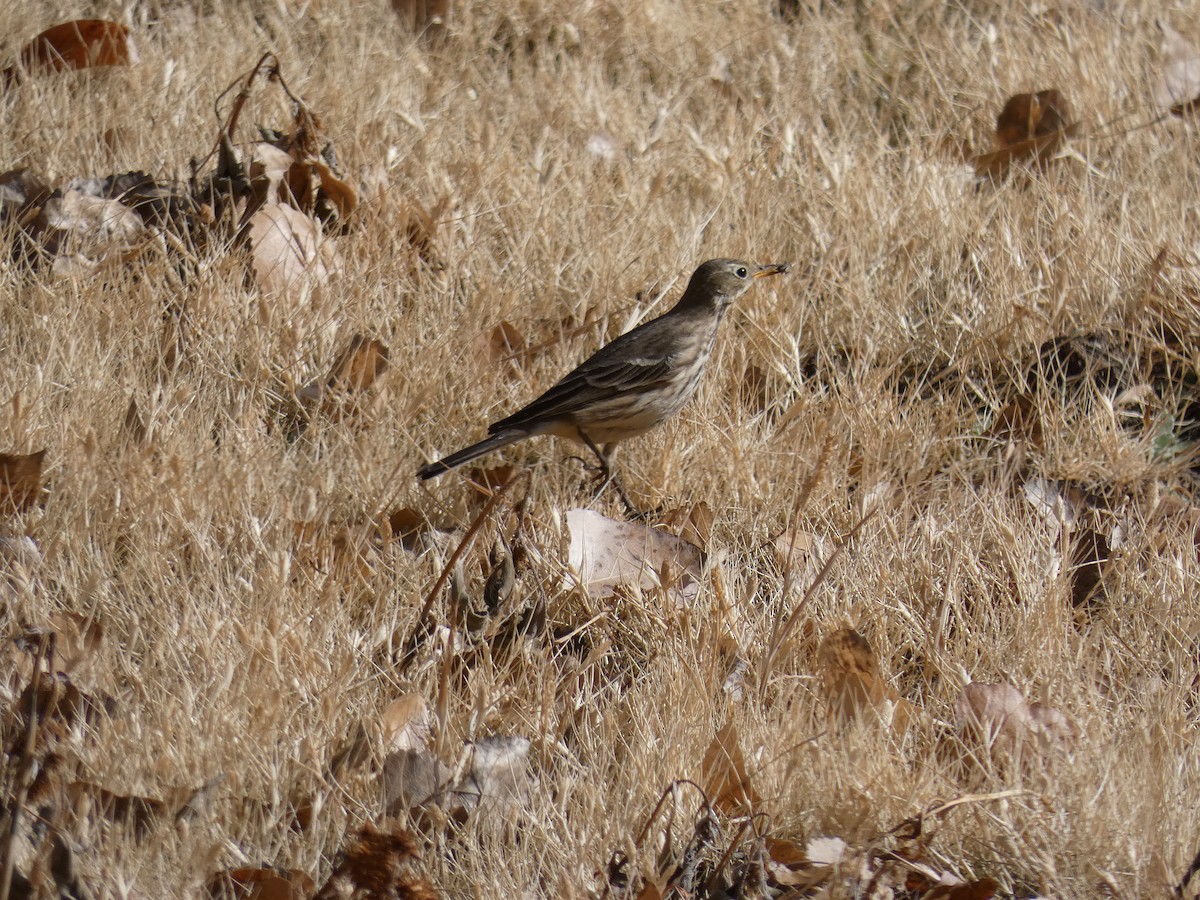 American Pipit - Nell Smith