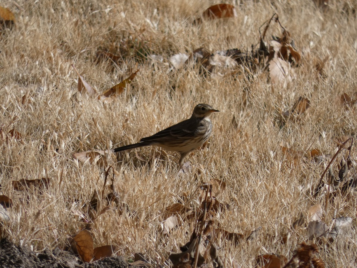 Pipit d'Amérique - ML612045660