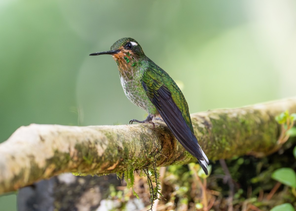 Purple-bibbed Whitetip - Patrick Van Thull