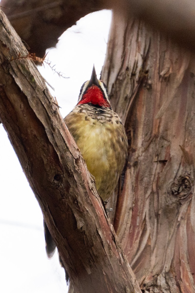 Yellow-bellied Sapsucker - ML612045803