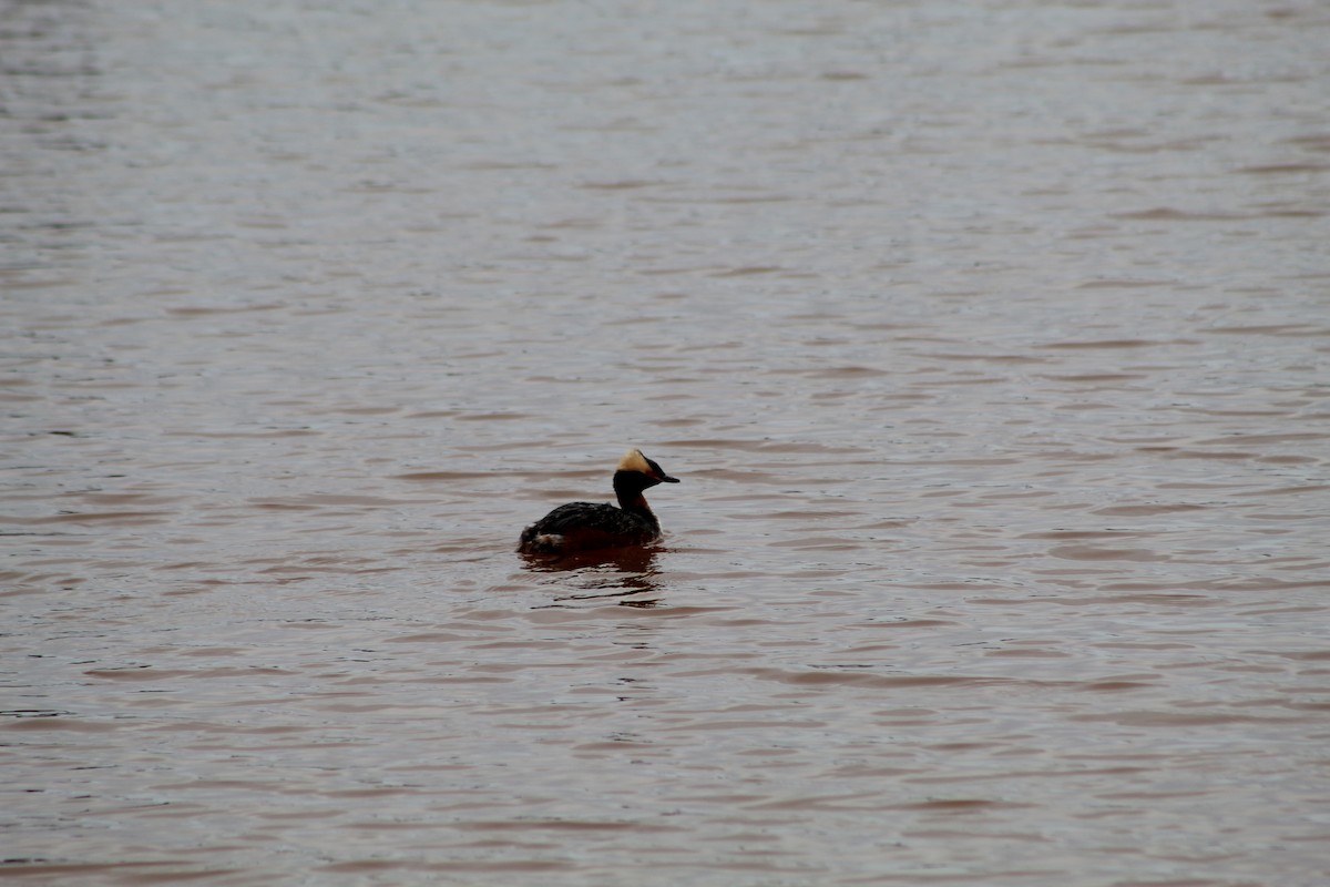 Horned Grebe - ML612045856