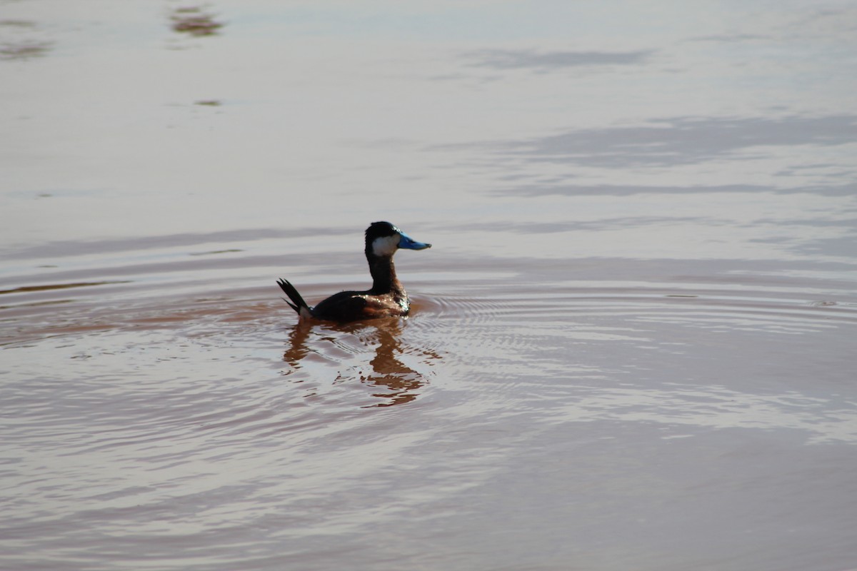 Ruddy Duck - ML612045916