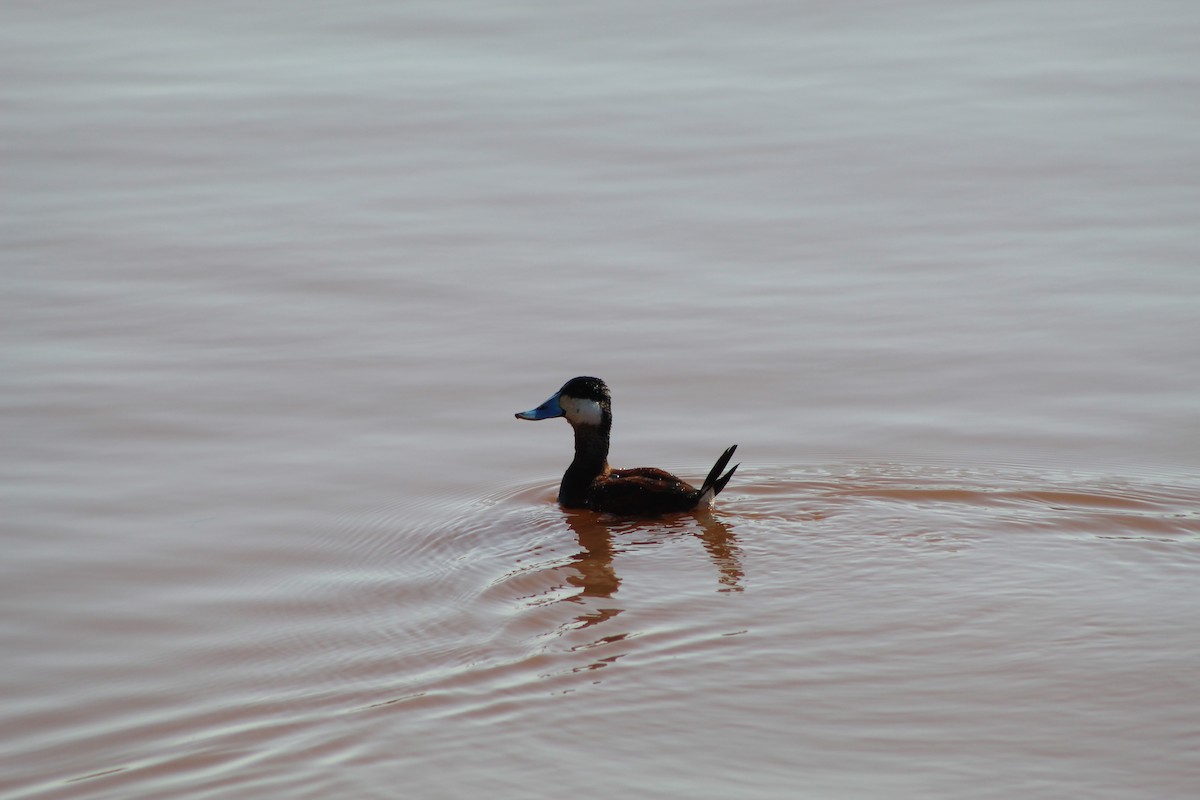 Ruddy Duck - ML612045934