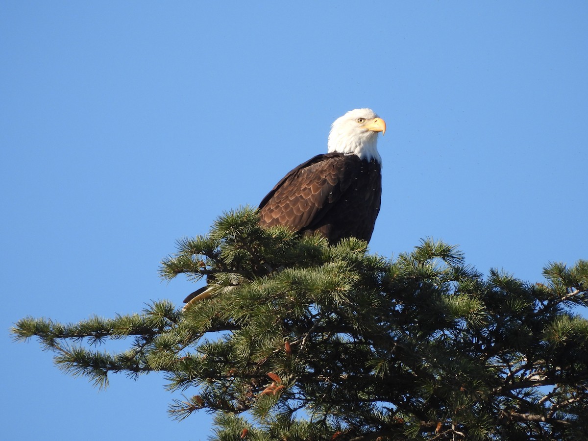 Bald Eagle - ML612045942