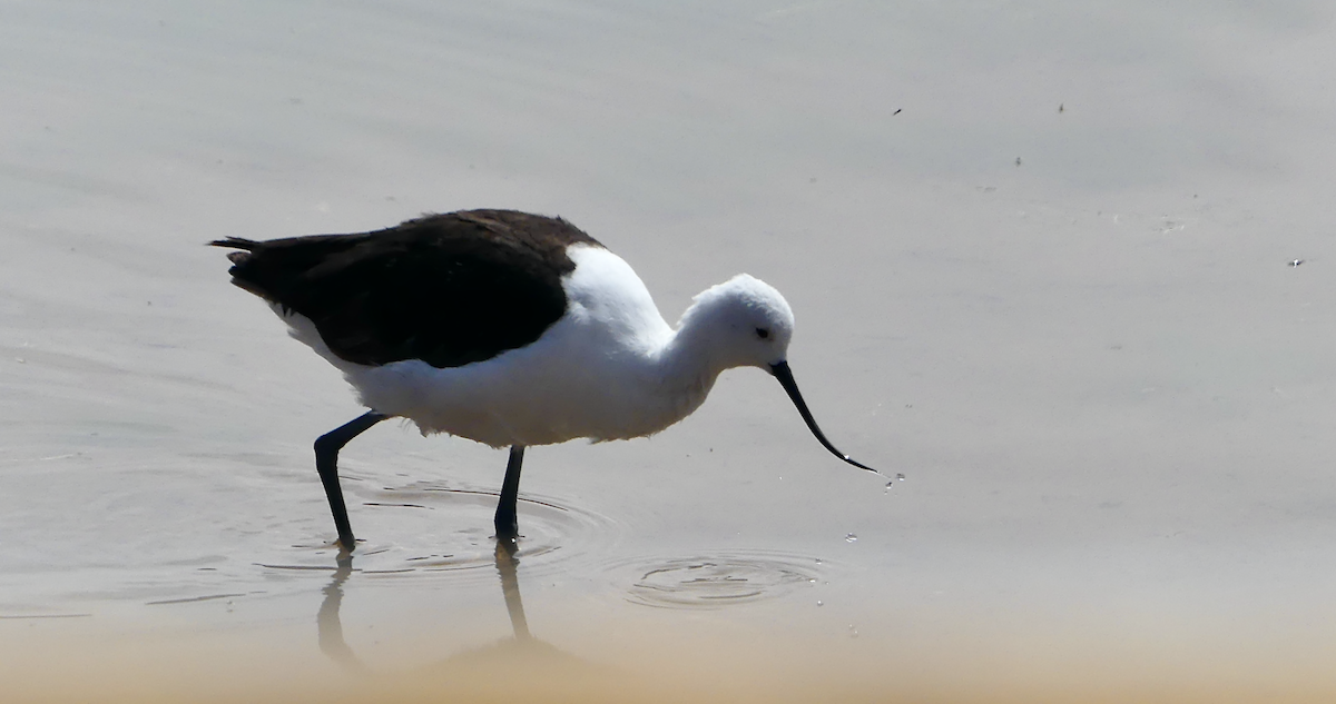 Andean Avocet - ML612045981