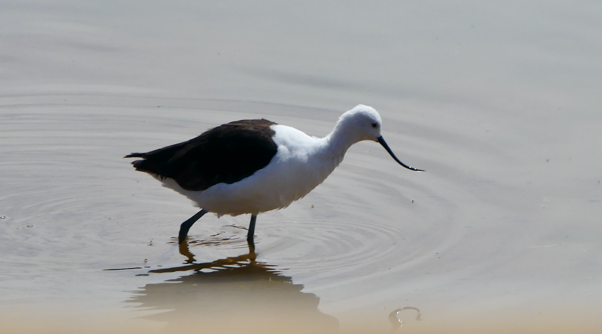 Andean Avocet - ML612045988