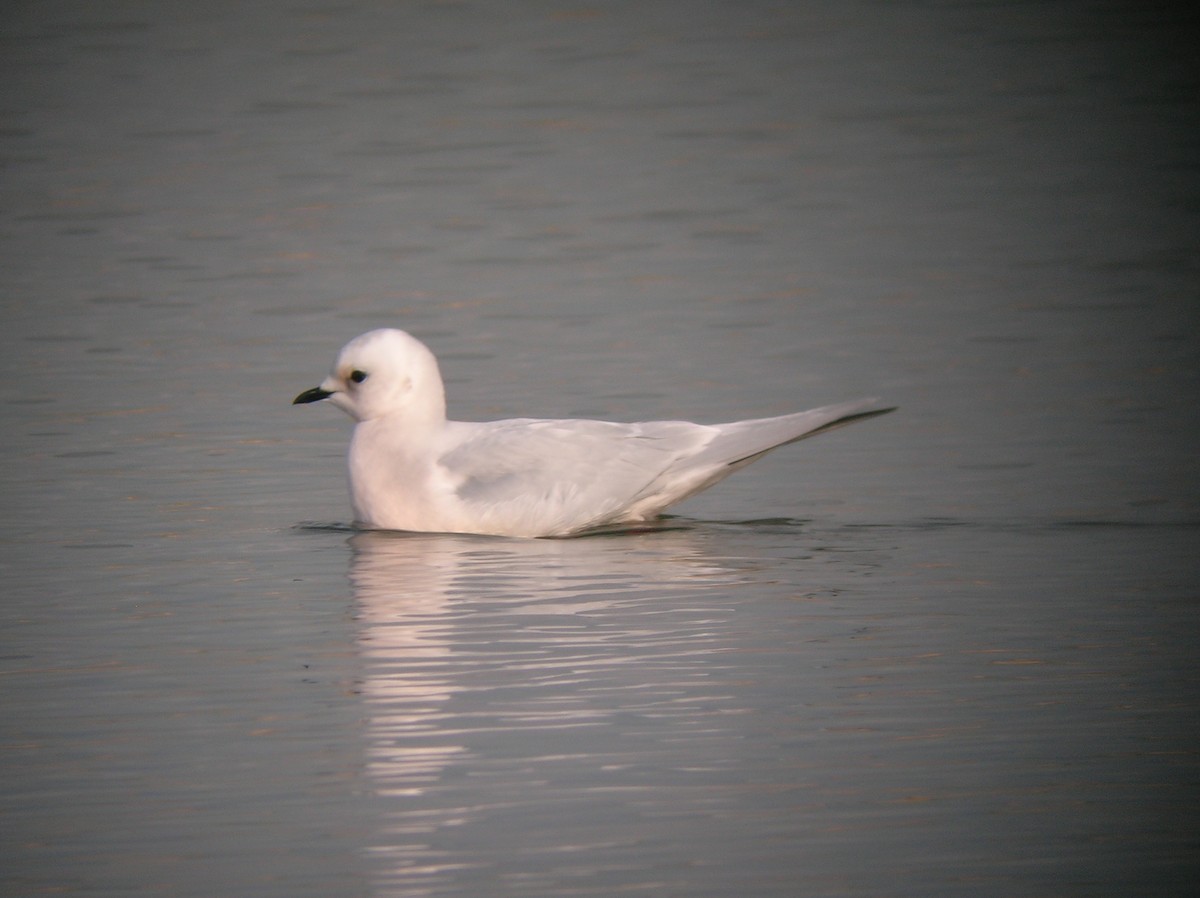 Ross's Gull - ML612046071