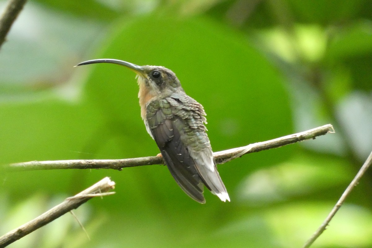 Rufous-breasted Hermit - Cristian Abad