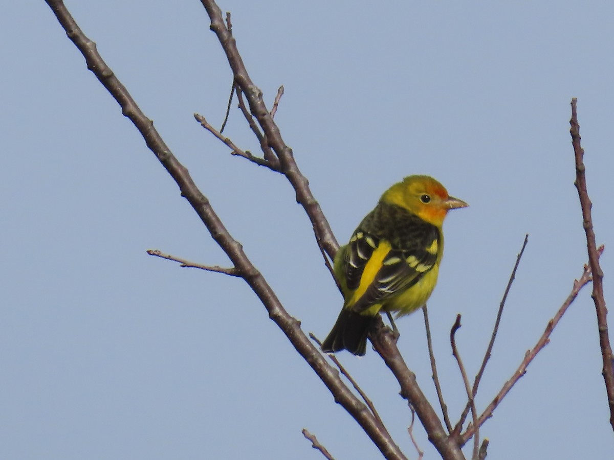 Western Tanager - ML612046176