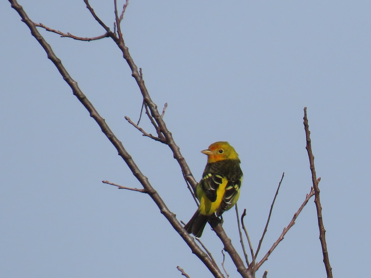 Western Tanager - ML612046177