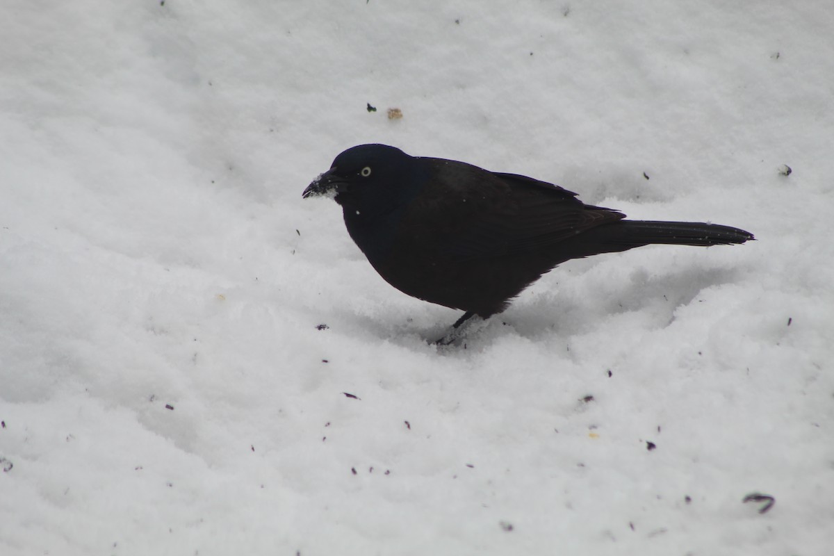 Common Grackle - ML612046246