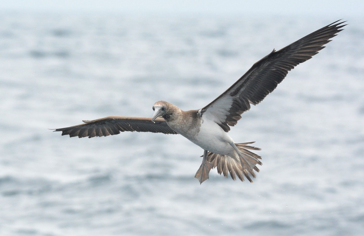 Cocos Booby (Colombian) - ML612046267
