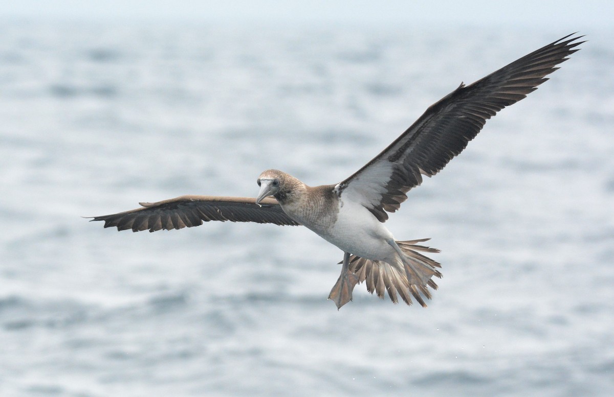 Brown Booby (Colombian) - Kyle Kittelberger