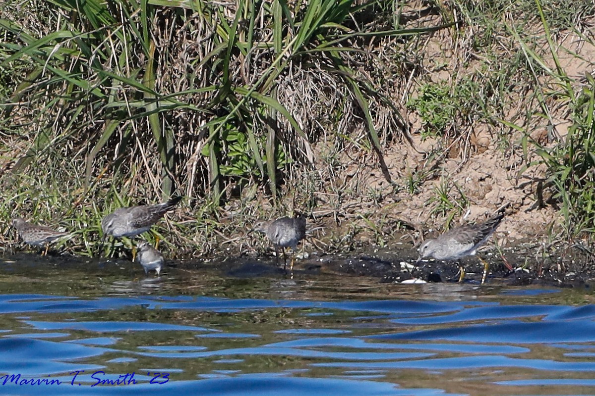 Stilt Sandpiper - ML612046370