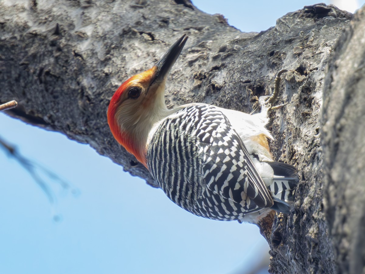 Red-bellied Woodpecker - ML612046396