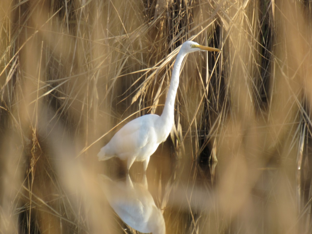 Great Egret - ML612046431