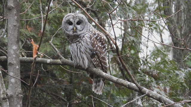 Barred Owl - ML612046439