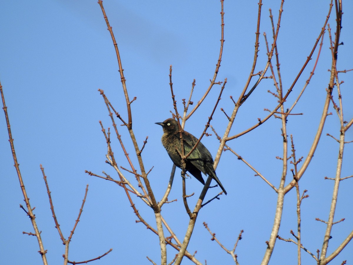 Rusty Blackbird - ML612046444