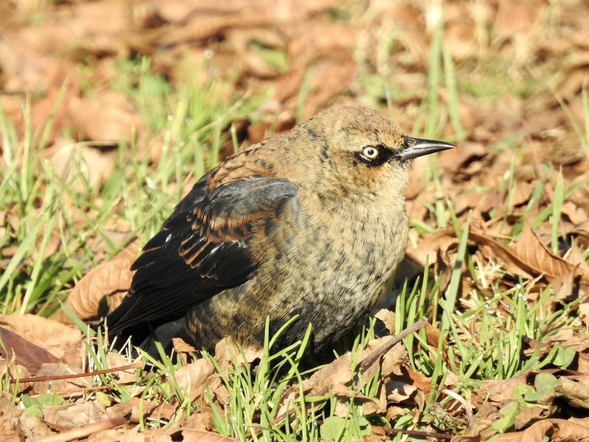 Rusty Blackbird - ML612046451