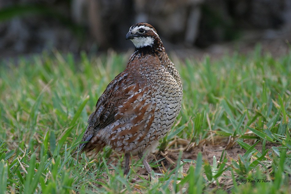 Northern Bobwhite - ML612046489