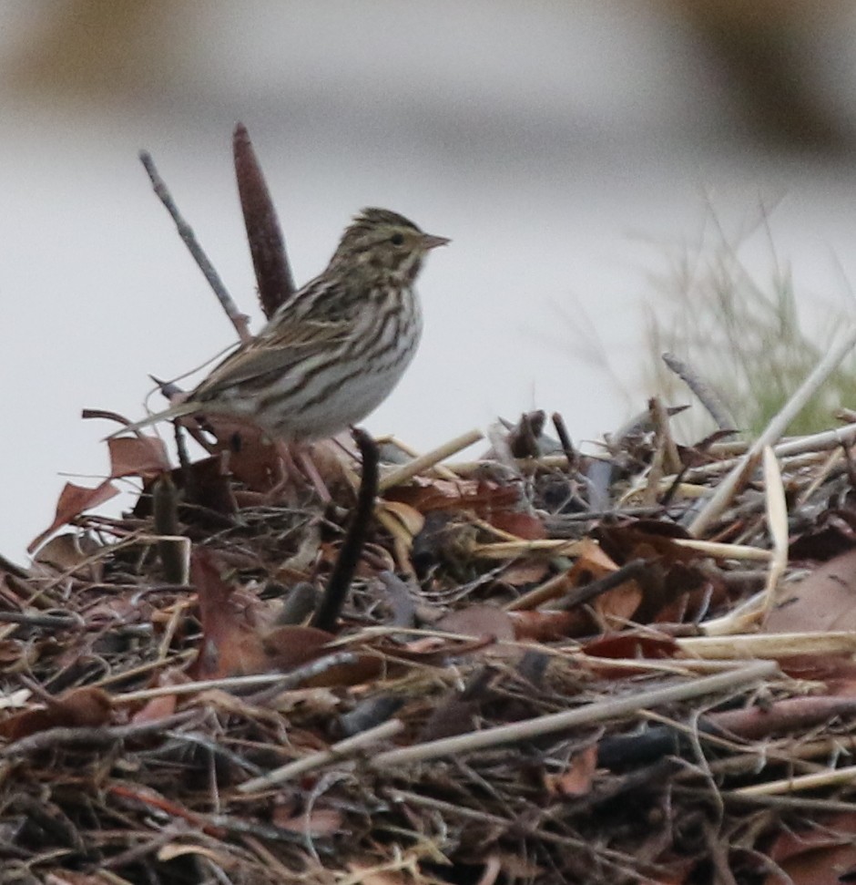 Savannah Sparrow - ML612046557