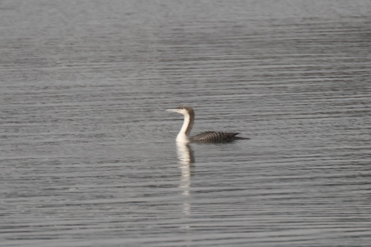 Pacific Loon - ML612046572