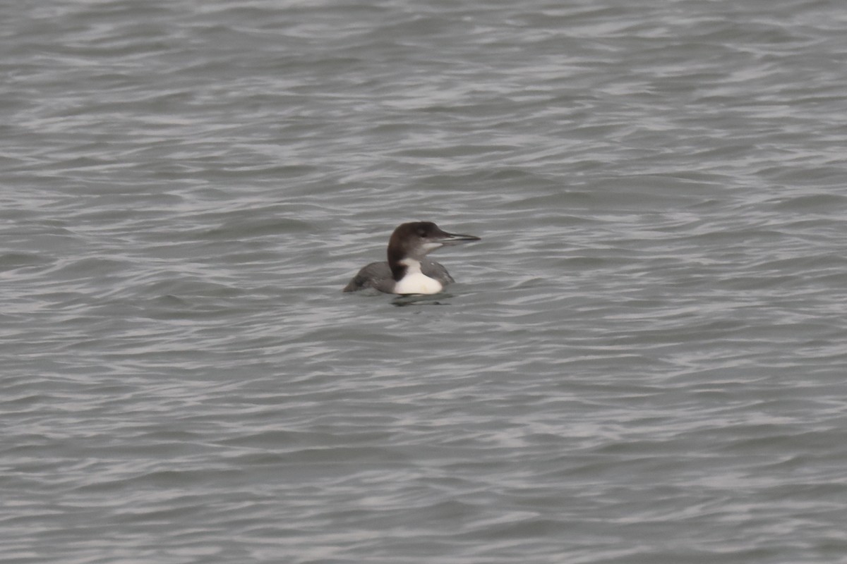 Common Loon - ML612046607