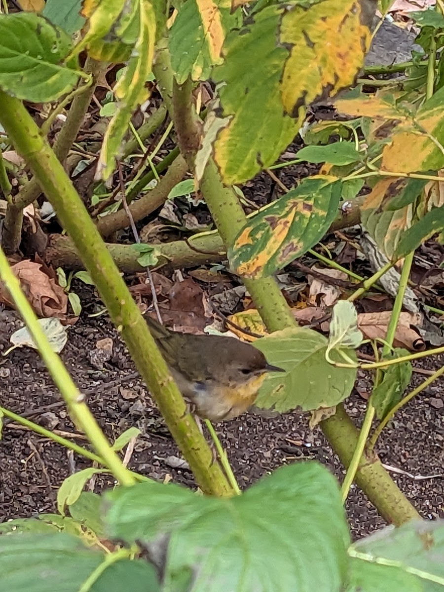 Common Yellowthroat - ML612046608