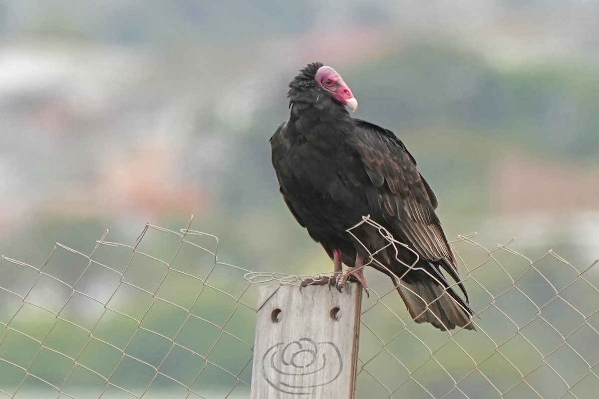 Urubu à tête rouge - ML612046676