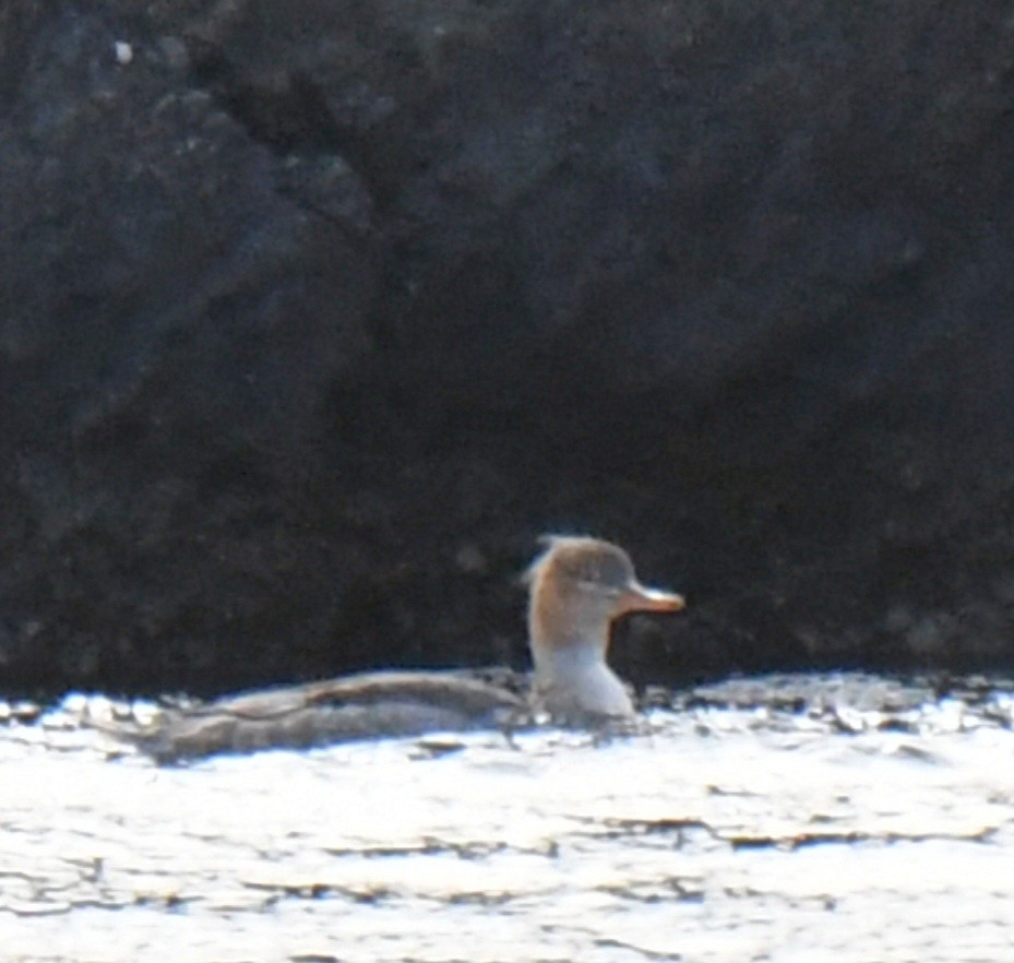 Red-breasted Merganser - ML612046707