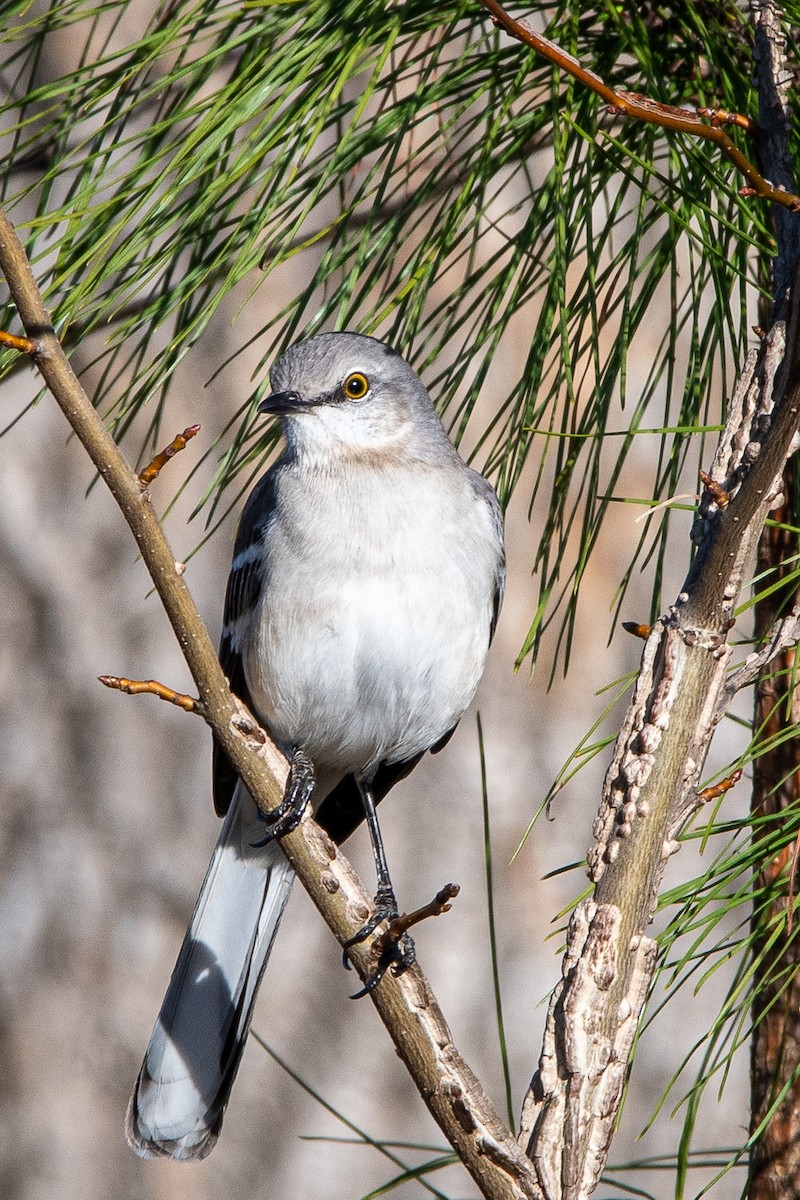 Northern Mockingbird - ML612046758