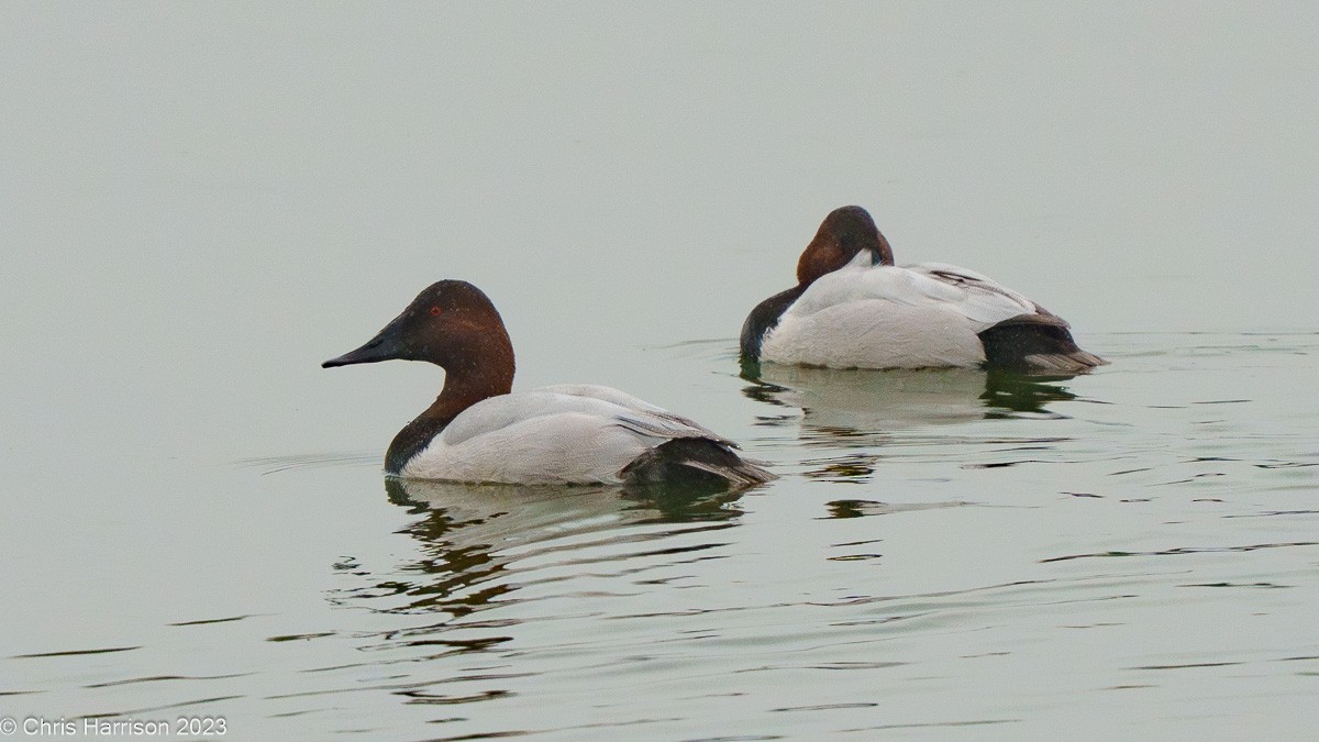 Canvasback - ML612046763