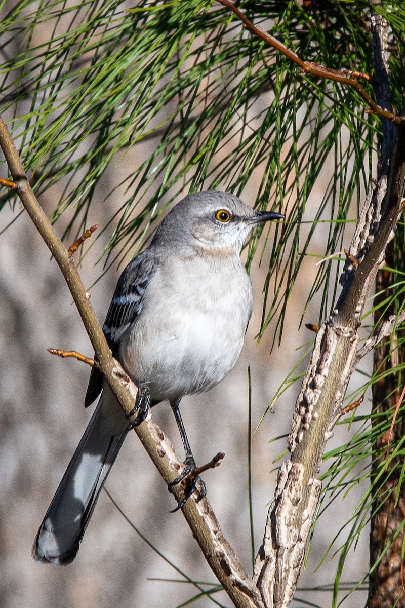 Northern Mockingbird - ML612046774