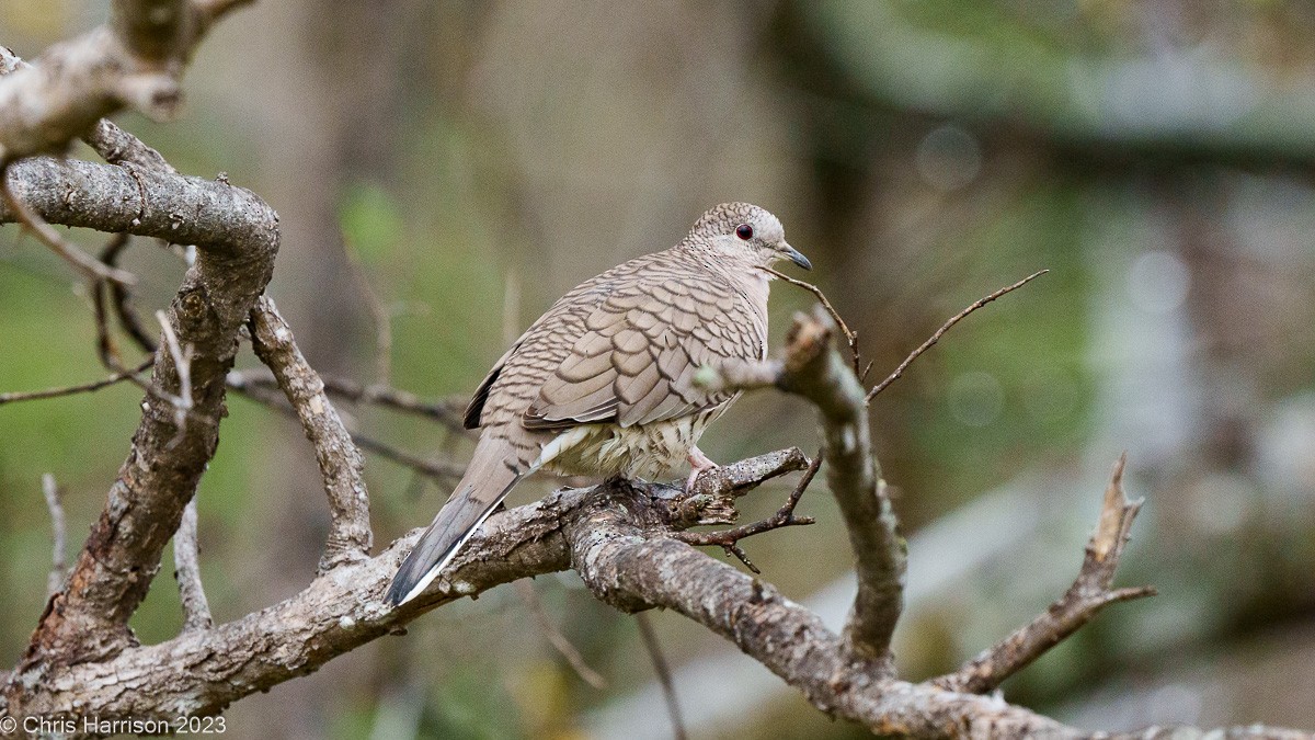 Inca Dove - ML612046775